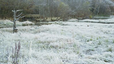 草木に霜がついて真っ白・・・。...